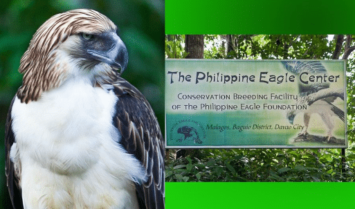 Philippine Eagle Center Davao - Davao Rental Tour Package