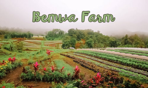 Bemwa Farm, BUDA, Marilog District, Davao City