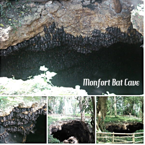 Monfort Bat Sanctuary in Samal Island