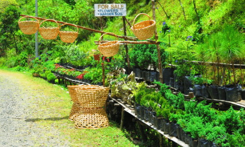 Plants For Sale in Davao City
